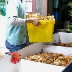 Mejillones gallegos